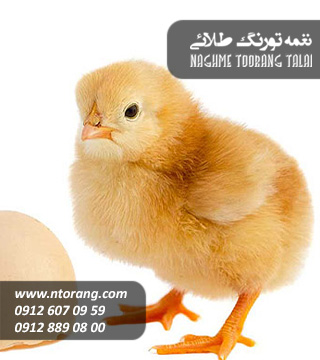 فروش جوجه یکروزه گوشتی نژاد آرین